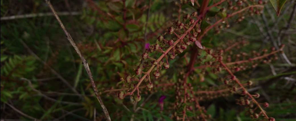 Coriaria sarmentosa, Mt Iron (C.Simpson-Young)