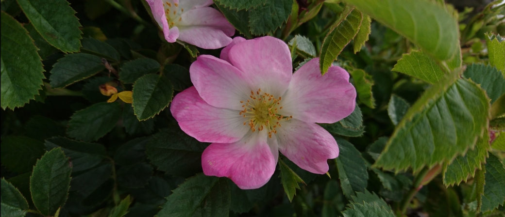 Rosa rubiginosa Mt Iron (C. Simpson-Young)