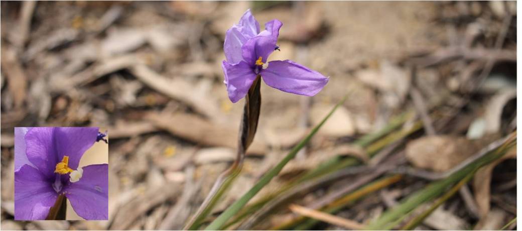 Patersonia sericea, Dunns Swamp Sep 2017 (Image: C. Simpson-Young)