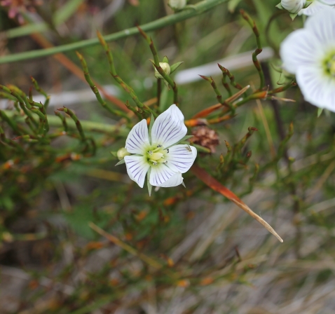 Gentianella muelleriana at Charlotte Pass in Feb 2018 (Image: C. Simpson-Young).