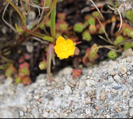 Hypericum japonicum at Charlotte Pass in Feb 2018 (Image: C. Simpson-Young)