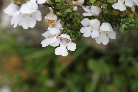 Prostanthera cuneata at Charlotte Pass in Feb 2018 (Image: C. Simpson-Young).