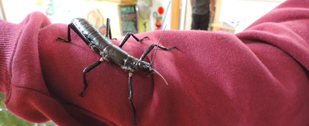 The Lord Howe Island Stick Insect, Dryococelusaustralis from the museum (Image: Naomi Huynh)