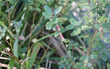 Correa reflexa (Native Fuchsia) near Jubilee Oval (C.Simpson-Young)