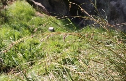 Themeda triandra (Kangaroo Grass) near Jubilee Oval (C.Simpson-Young)