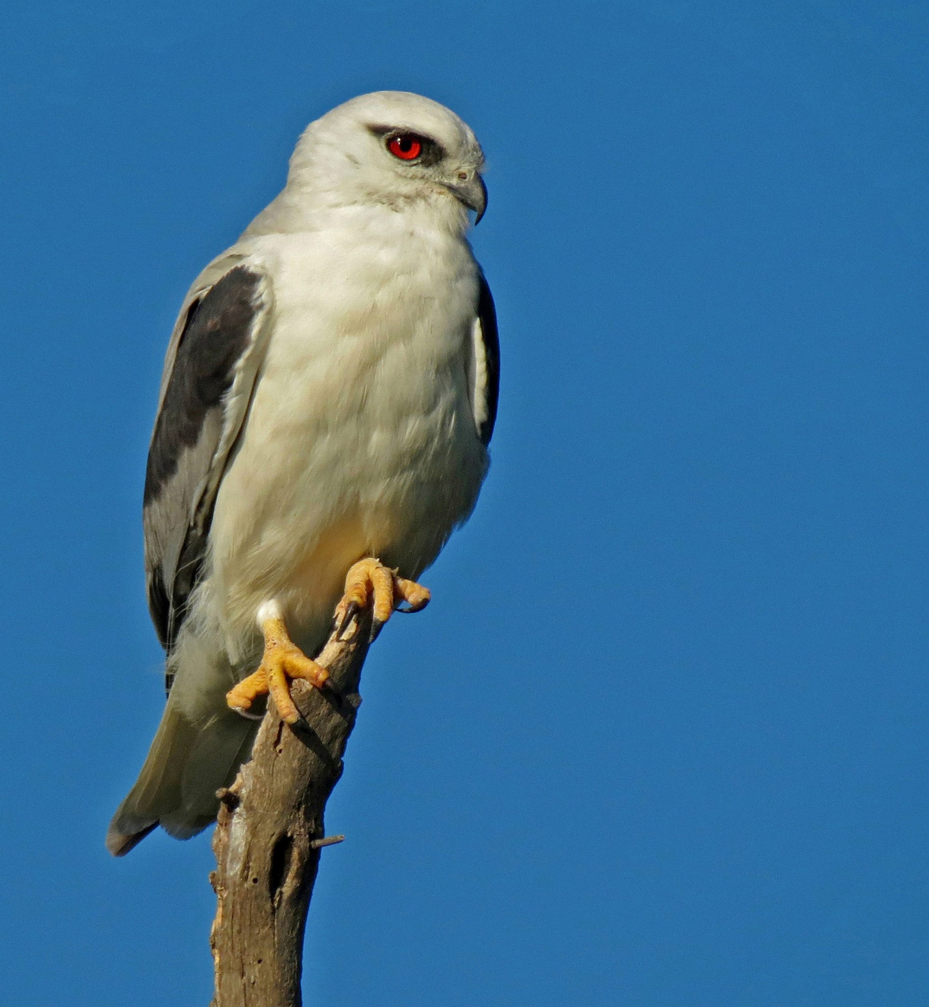 The black-shouldered kite is often found perched up high, or hovering over open grassland in our urban parks looking for a meal (Photo: Simon Gorta).
